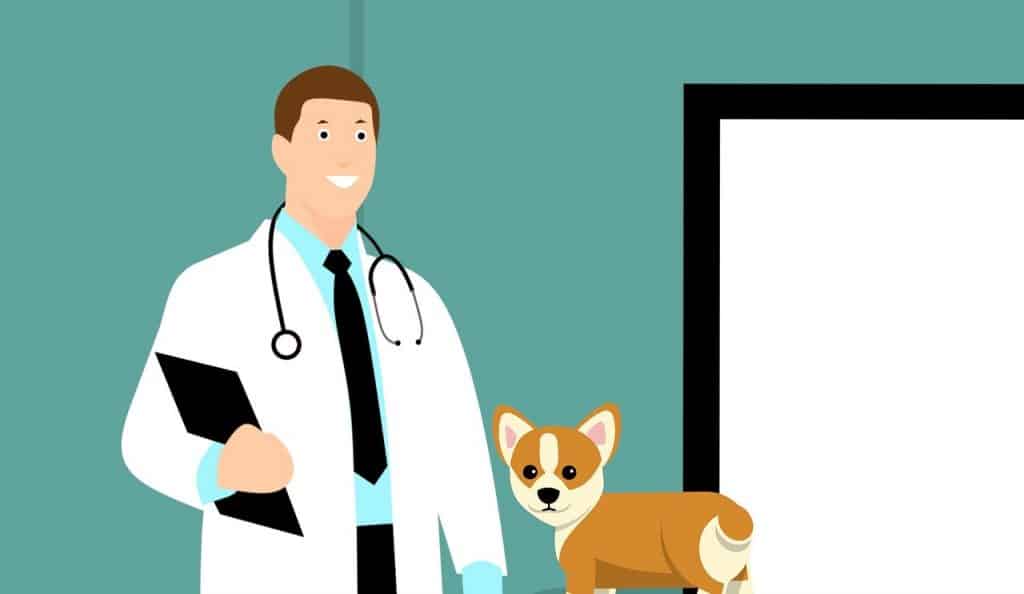 רופא כלבים מקצועי